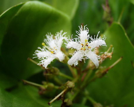 Bogbean-Flower