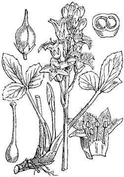 Bogbean-plant-Sketch