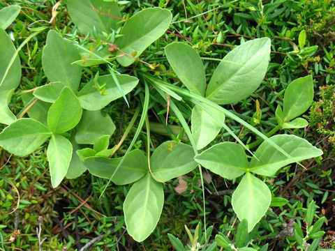 Small-Bogbean-plant