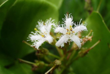 Bogbean-Flower