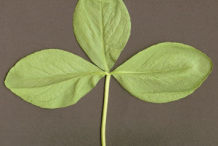 Bogbean-Leaf