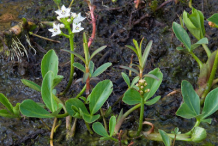 Bogbean-Plant