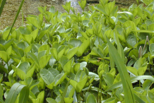 Bogbean-bushes