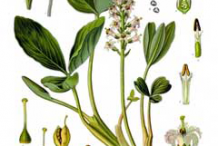 Bogbean-plant-Illustration