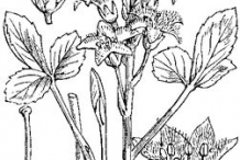 Bogbean-plant-Sketch