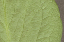 Downside-of-Bogbean-leaf