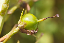 Fruit-of-Bogbean