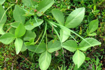 Small-Bogbean-plant