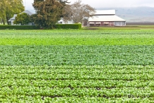 Bok-choy-farm