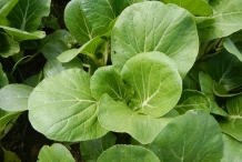 Bok-choy-leaves