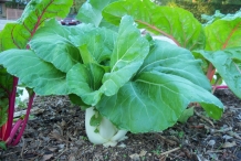 Bok-choy-plant