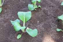 Bok-choy-seedlings