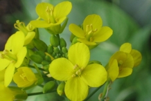 Close-up-flower-of-Bok-choy