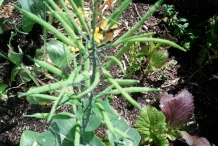 Pods-of-Bok-choy
