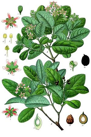 Boldo-Plant-Illustration