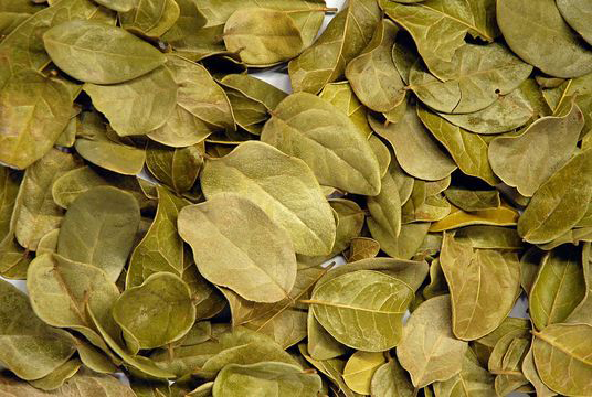 Dried-Boldo-Leaves