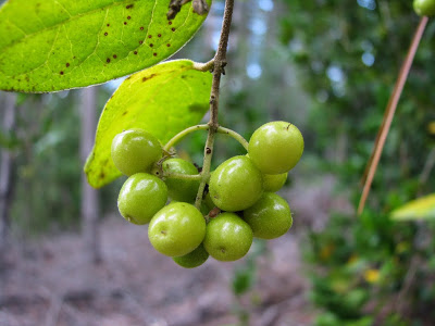 Unripe-Boldo-Fruit