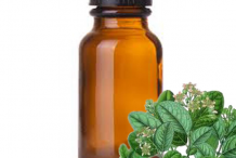 Boldo-Essential-oil