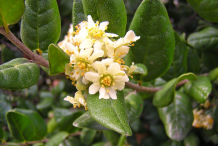 Boldo-Flower