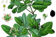 Boldo-Plant-Illustration