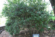 Boldo-bushes