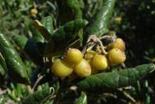 Ripe-Boldo-Fruit