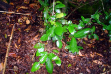 Small-Boldo-plant