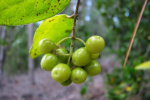 Unripe-Boldo-Fruit