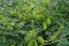Bonduc-Nut--Plant