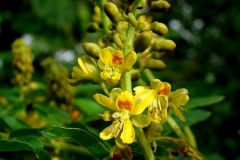 Flowers-of Bonduc-Nut