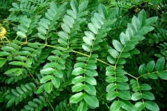 Leaves-of-Bonduc-Nut