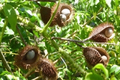 Matured-fruits-of-Bonduc-Nut