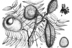 Sketch-of-Bonduc-Nut