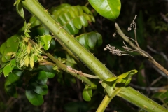 Stem-of-Bonduc-Nut