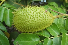 Unripe-Bonduc-Nut