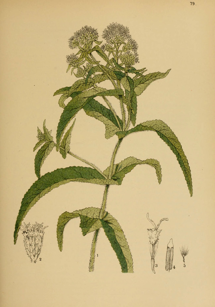 Boneset-plant-Illustration