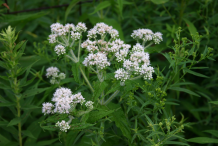 Boneset-Bushes