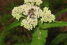 Boneset-Flower