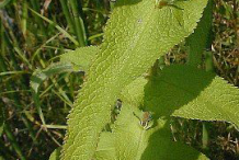 Boneset-Leaves