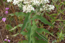 Boneset-Plant