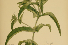 Boneset-plant-Illustration