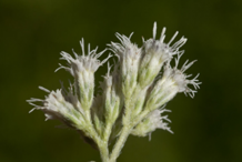 Closer-View-of-Boneset-flower