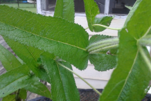 Closer-view-of-leaves-and-stem-of-Boneset-plant