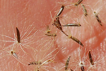 Dried Cypsela of Boneset Plant