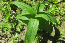 Small-Boneset-plant