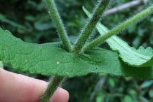 Stem-of-Boneset-plant