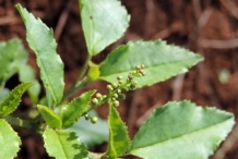 Flowering-buds-of-Bonplands-croton