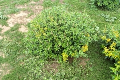 Bonplands-croton-plant