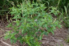 Bonplands-croton-plant