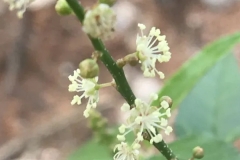 Closer-view-of-flowers-of-Bonplands-croton